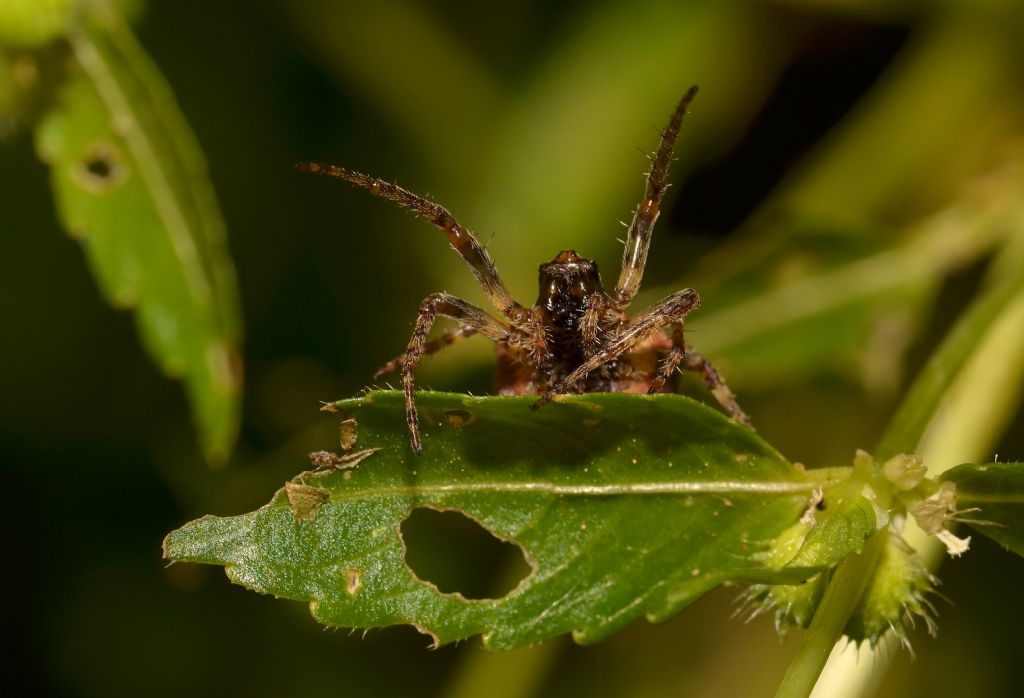 Araneidae:  Gibbaranea bituberculata - Grosseto